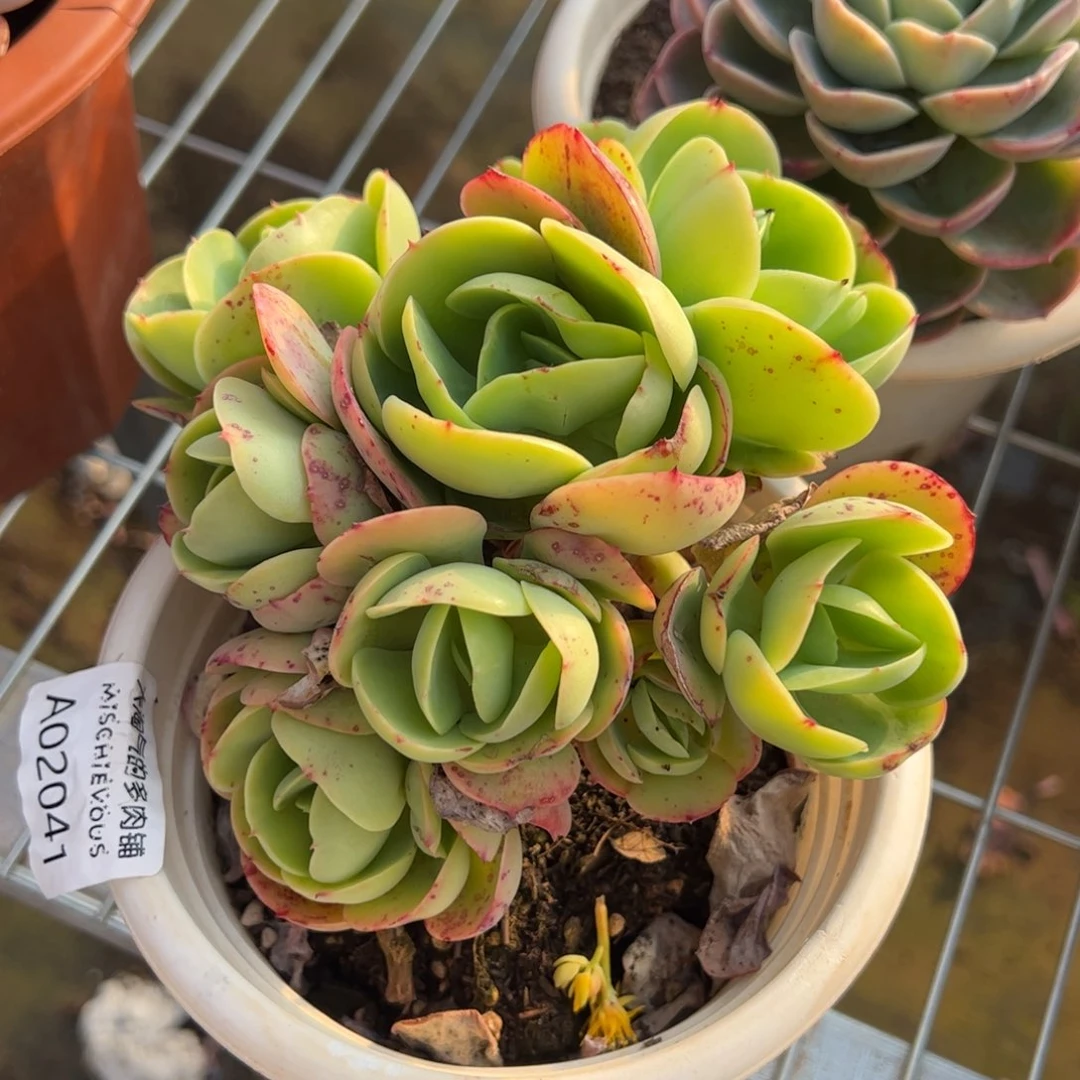 鸡蛋碧桃无砍160杯多肉