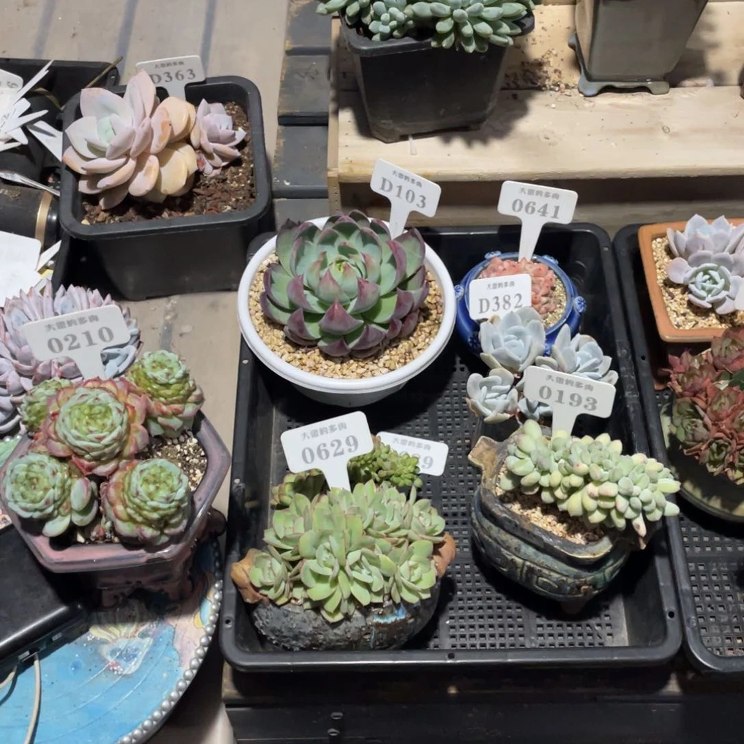 蜉**年021010306290193