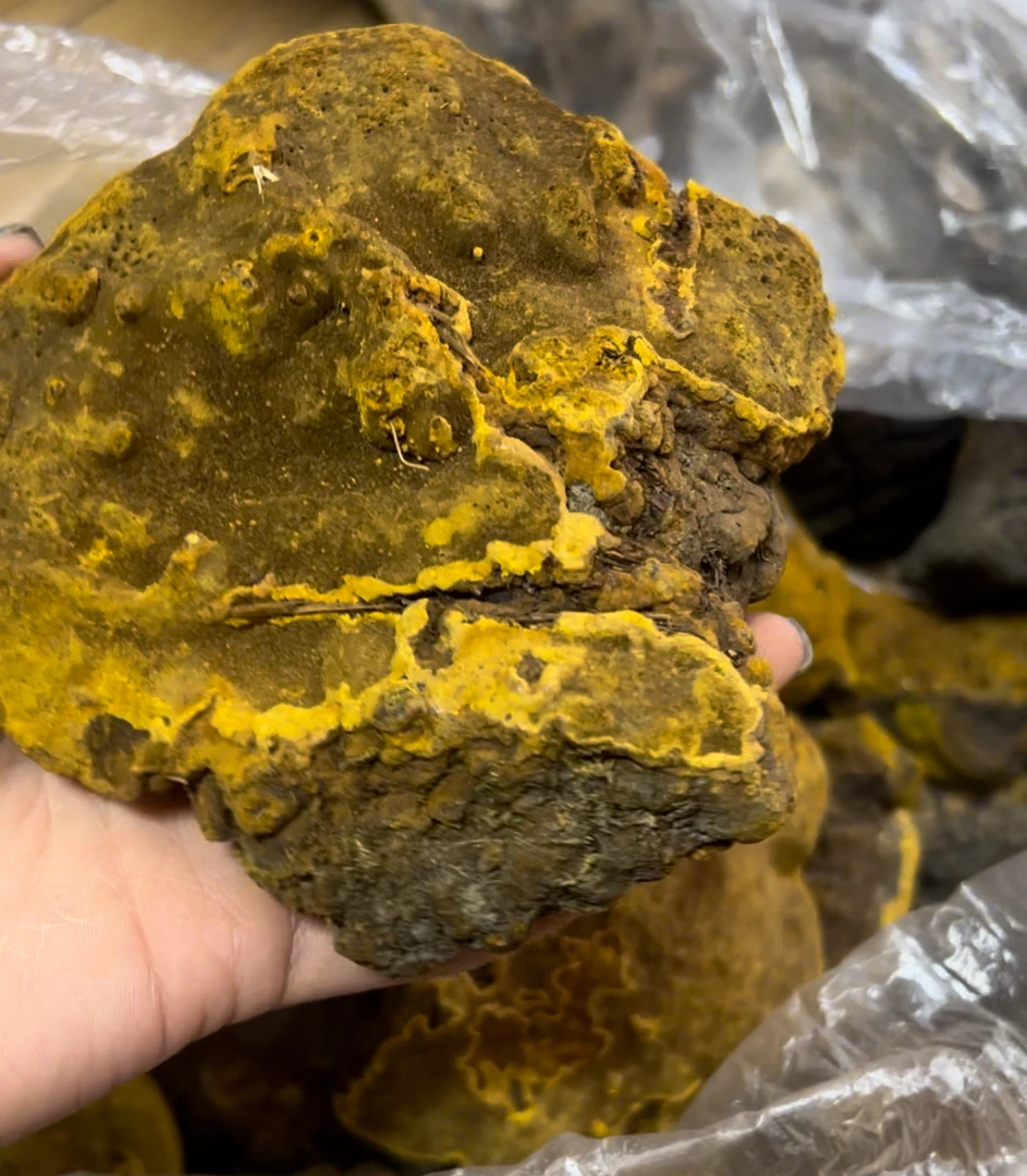 【西藏好货】纯野西藏桑树桑黄 250g/500g