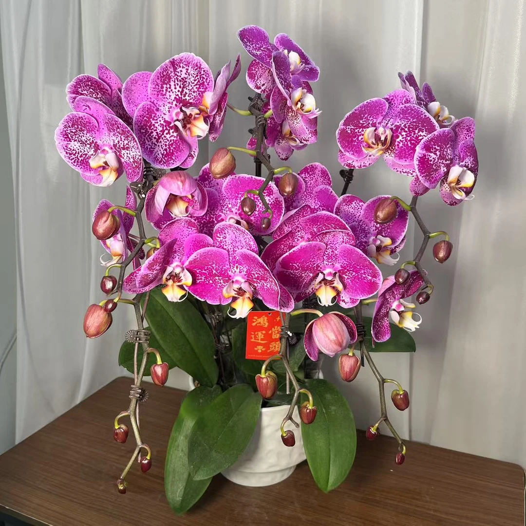 鲜花蝴蝶兰【高级藏宝图】紫色系稀有A+级高品质基地直发观赏花卉