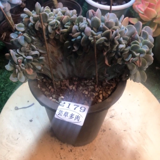 哈利沃森缀化，2179，一物一拍