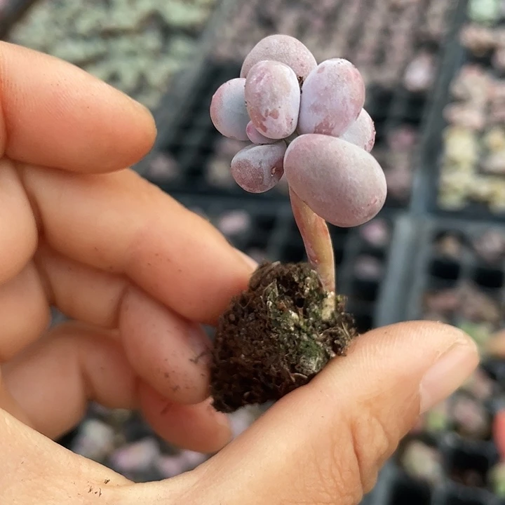 ****࿐一我一拍满18包邮