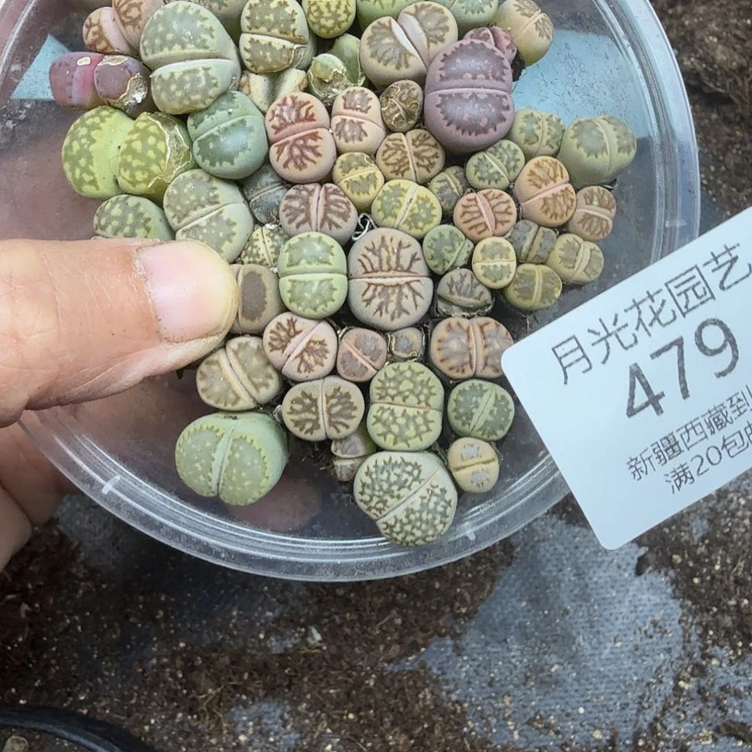 这个点睡起来都还要479哈哈