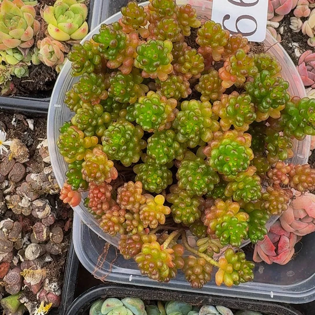 多肉植物多肉植物669