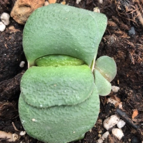 军配蜗牛蜗牛蜗牛