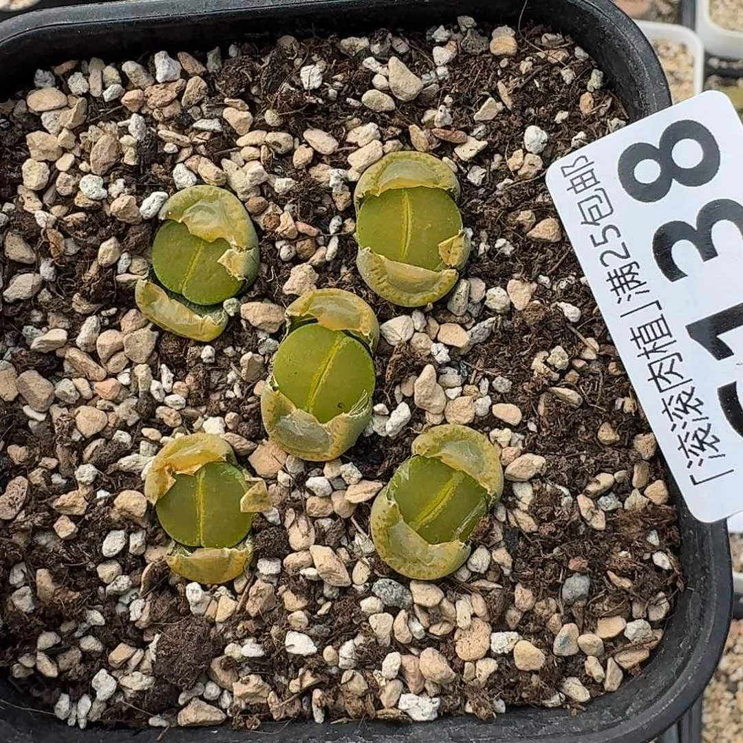 C138专拍链接岛田绿帽子