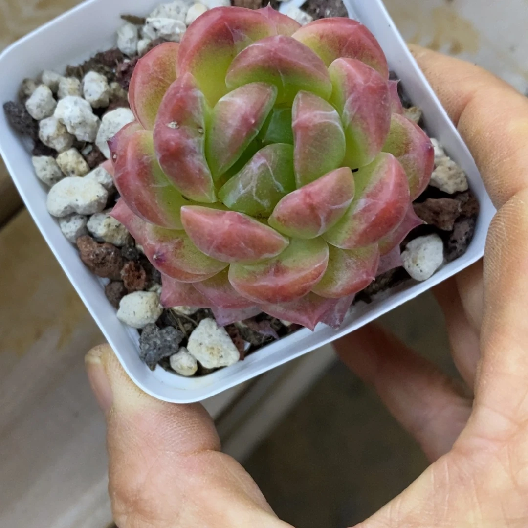 精品多肉一物一拍不包整17