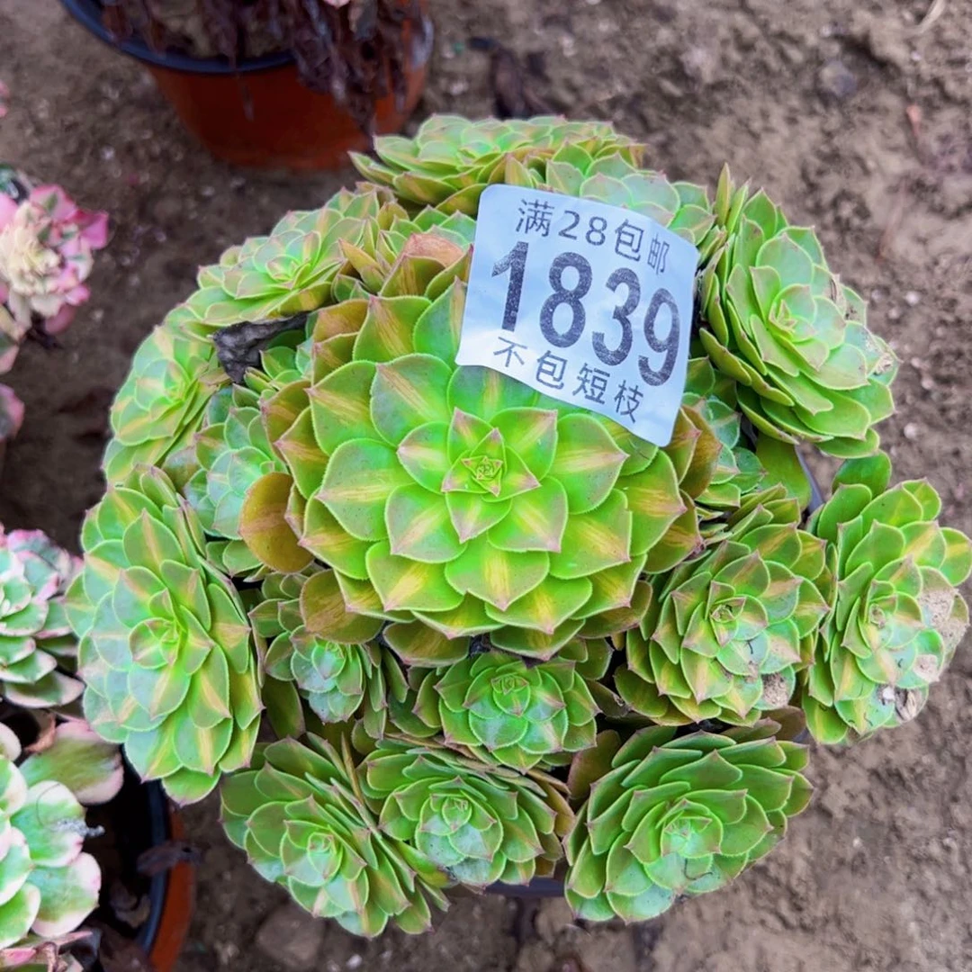 抹茶多肉植物法师1839