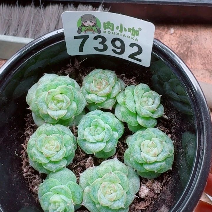 @***凉多肉植物多肉植物