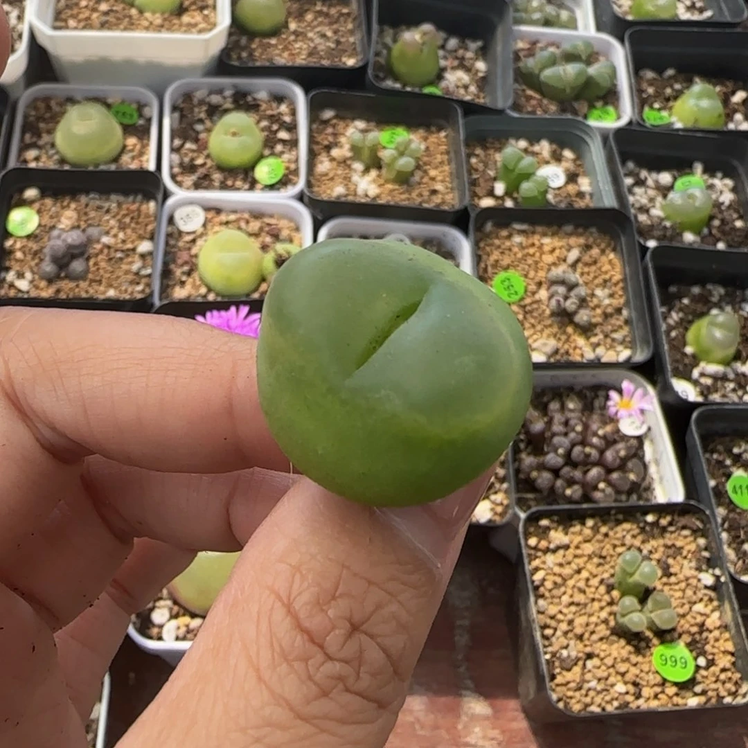 2.4cm多肉植物的173