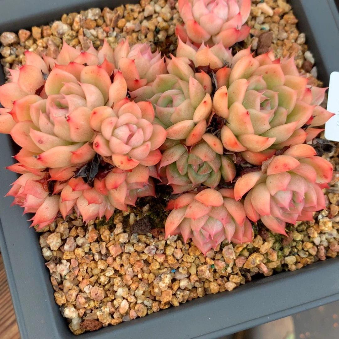 8709杂交多肉老桩