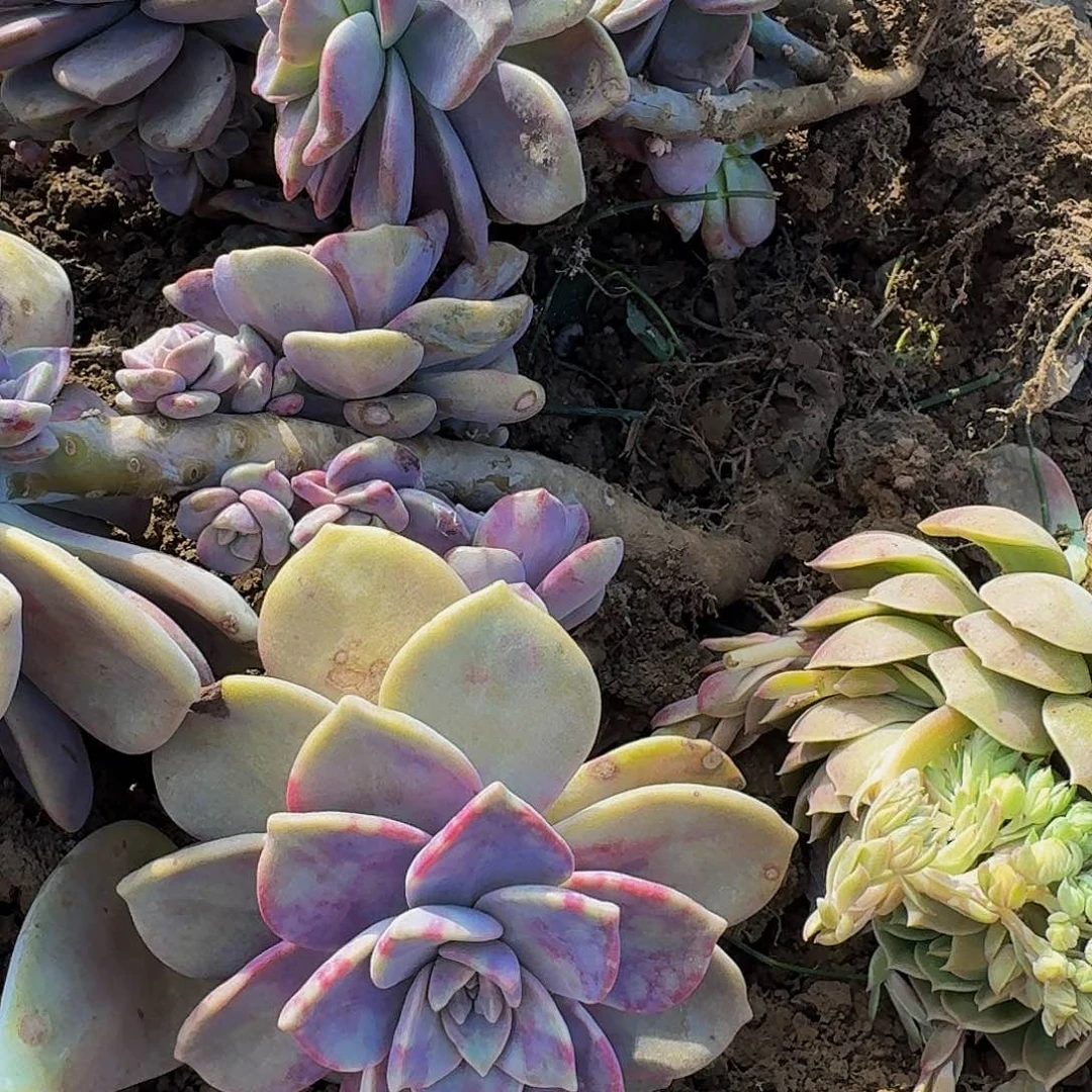 紫乐断枝箱装 不包损11.8