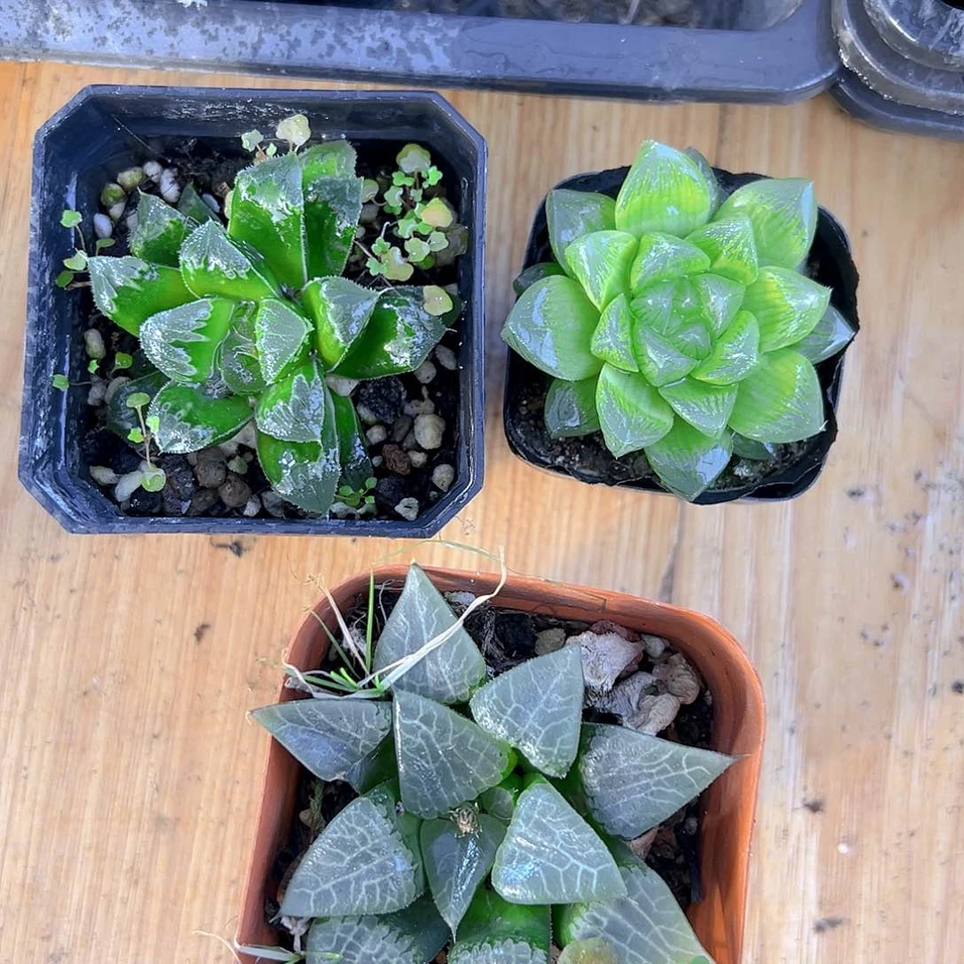 芷寿+雪花+冰河寿