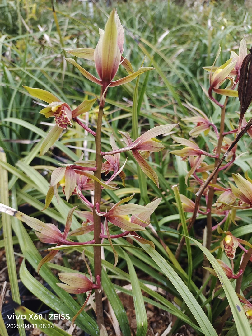 兰花浓香型花卉绿植盆栽苗办公室阳台庭院露天自然养殖非常好养活