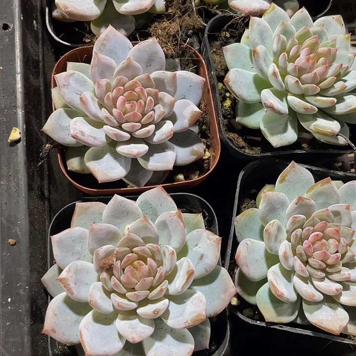 玉芙蓉2.8带盆土发货