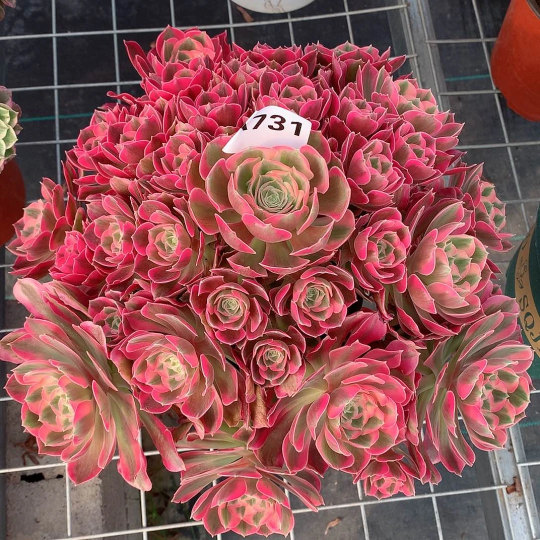 雨****）731.粉女郎多肉植物