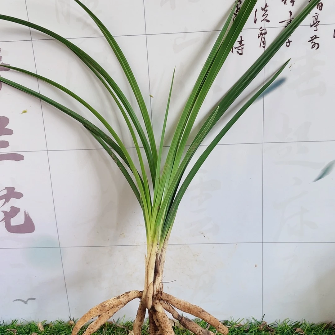 盛***夏完全开放兰花兰花