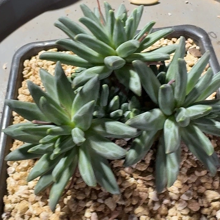 爱***不爱不梵高多肉植物