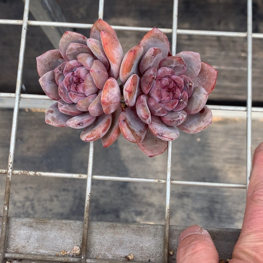 大****?大哥哥突尼斯延时发货