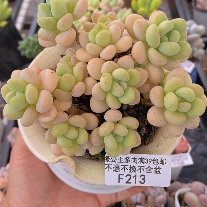 白奶糖老桩11cm213多肉植物