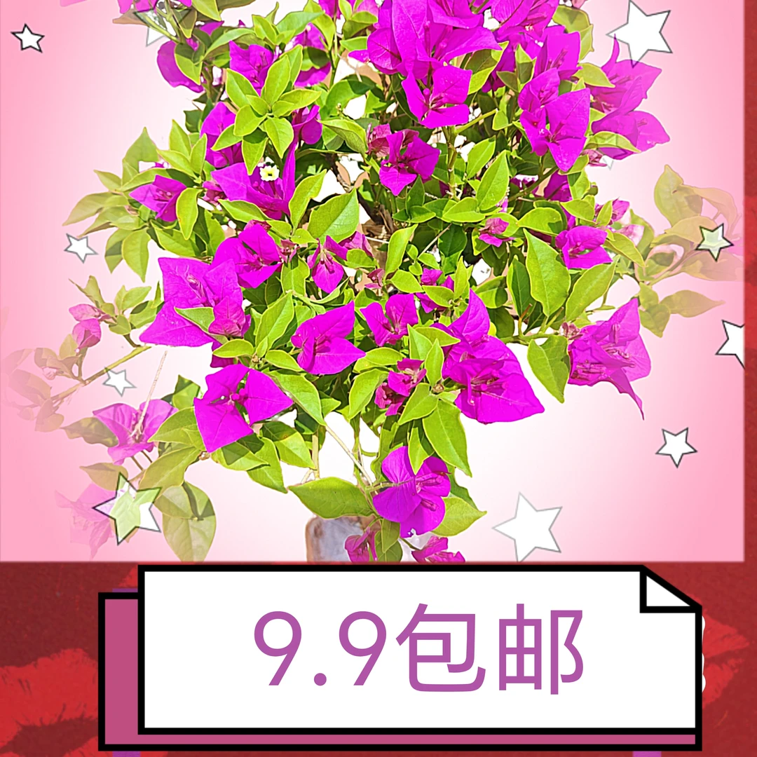 9棒棒糖三角梅花阳台室内庭院爬藤花卉好养满根原土球