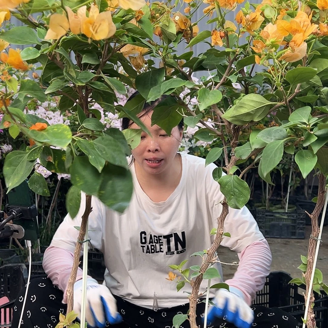 大部分花苞少量开放金色光辉棒棒糖一颗