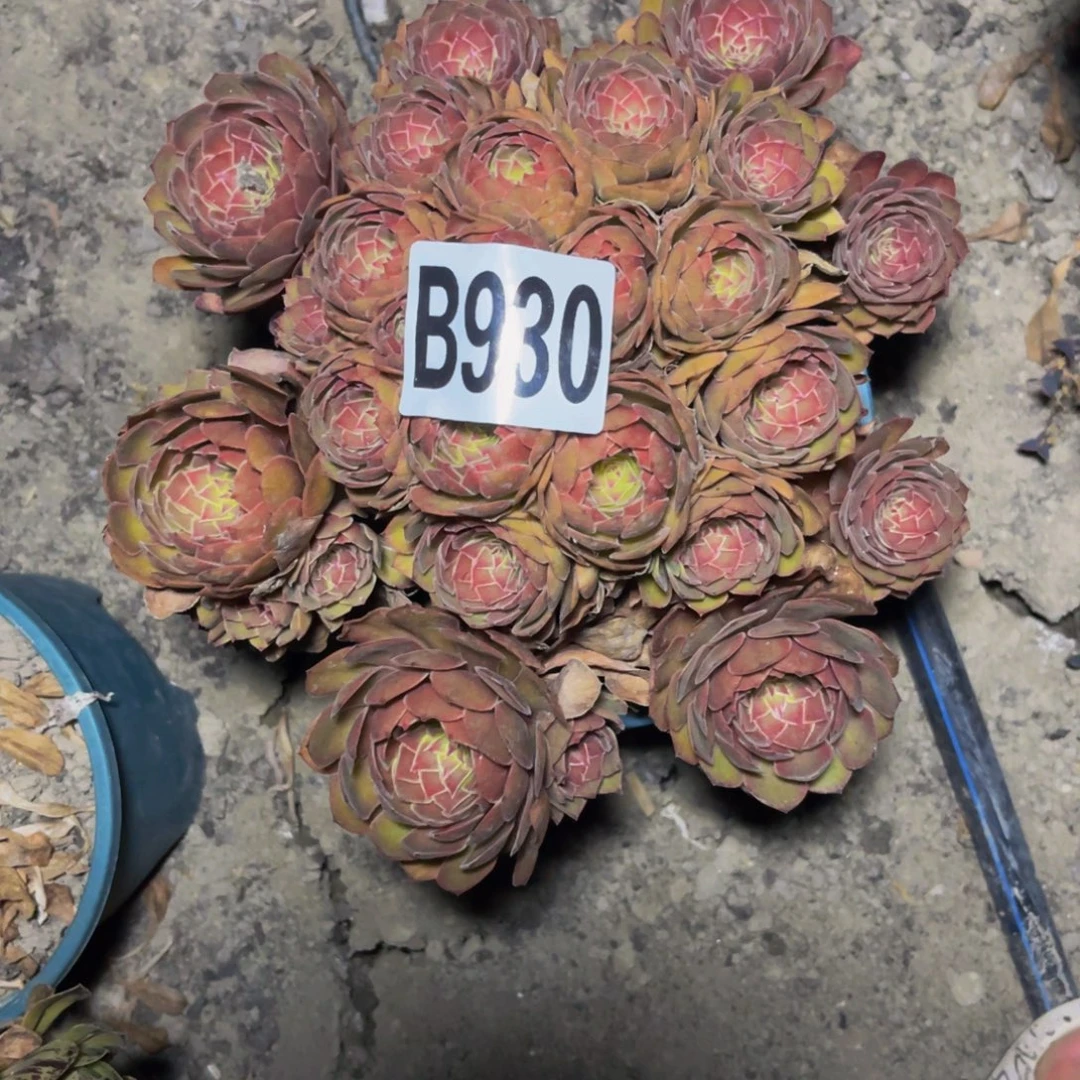 红魔法师16/45包邮