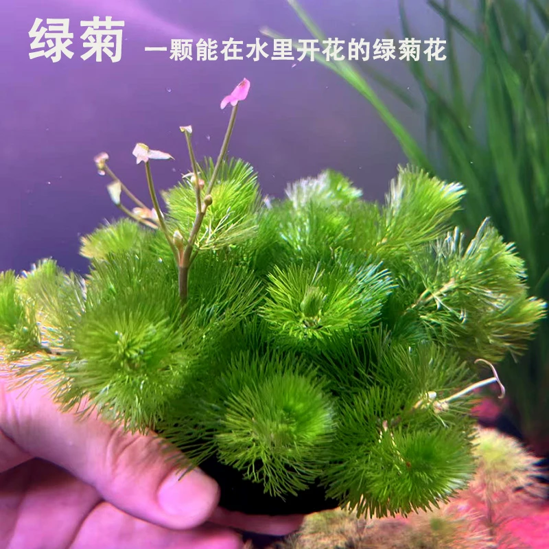 绿菊坨草活体水草阴性水培植物适合新手用于鱼缸造景