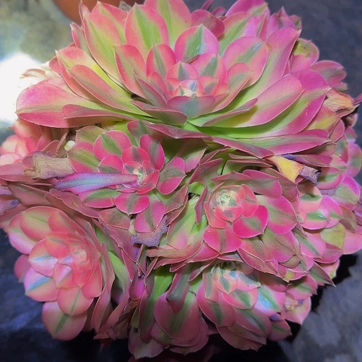 精品粉女巫老桩亏本福利43