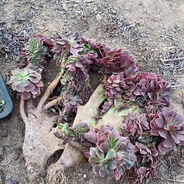 两个大板缀化新河老在镇江上班送一个3号车