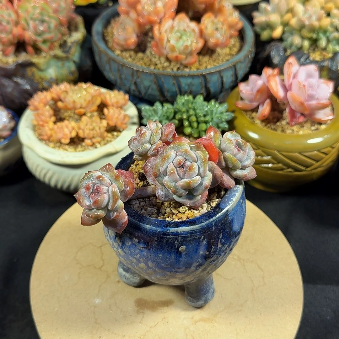星影12cm带盆土发货包邮