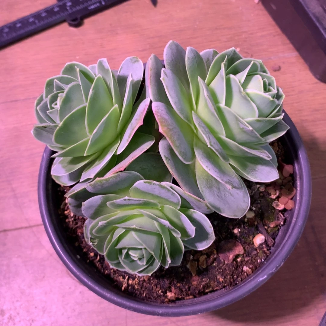 z****6一物一拍山地玫瑰土