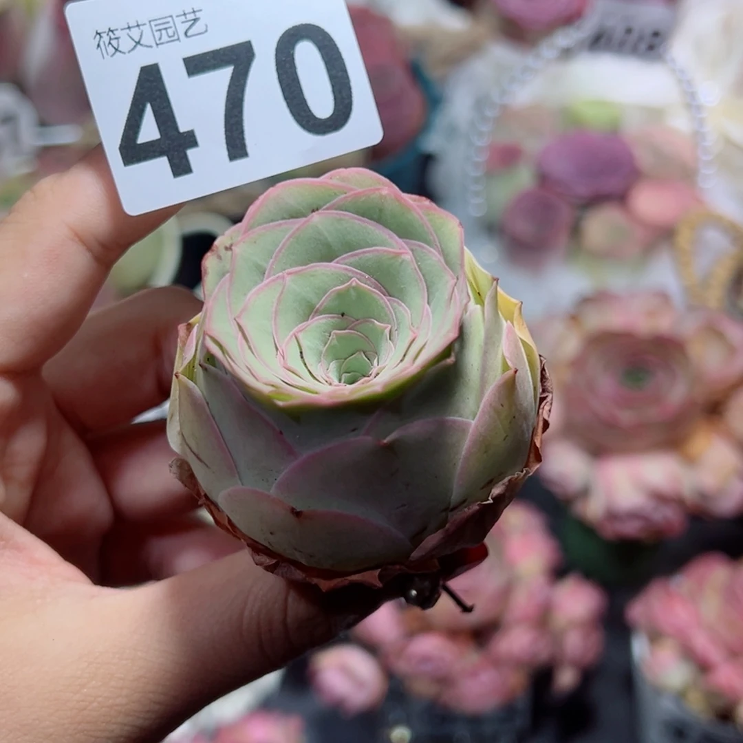 470边线粉玫瑰包子。