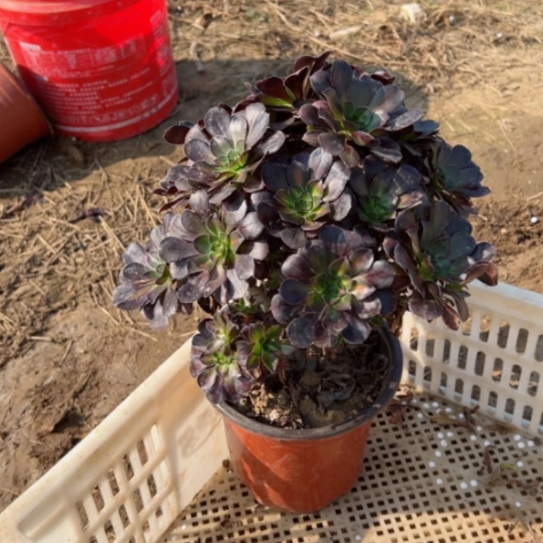 【闪购商品】黑豆1