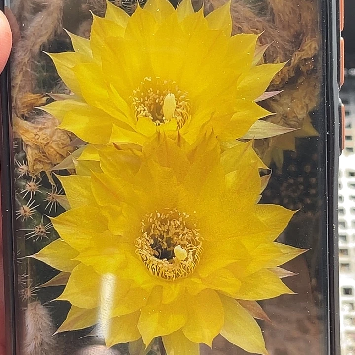 黄金刚侧芽 歪 满20包邮5公分