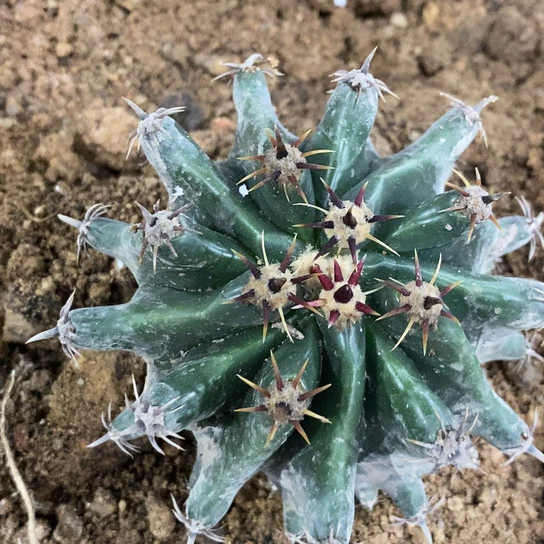 无花朵雎鸠玉冠幅10公分左右