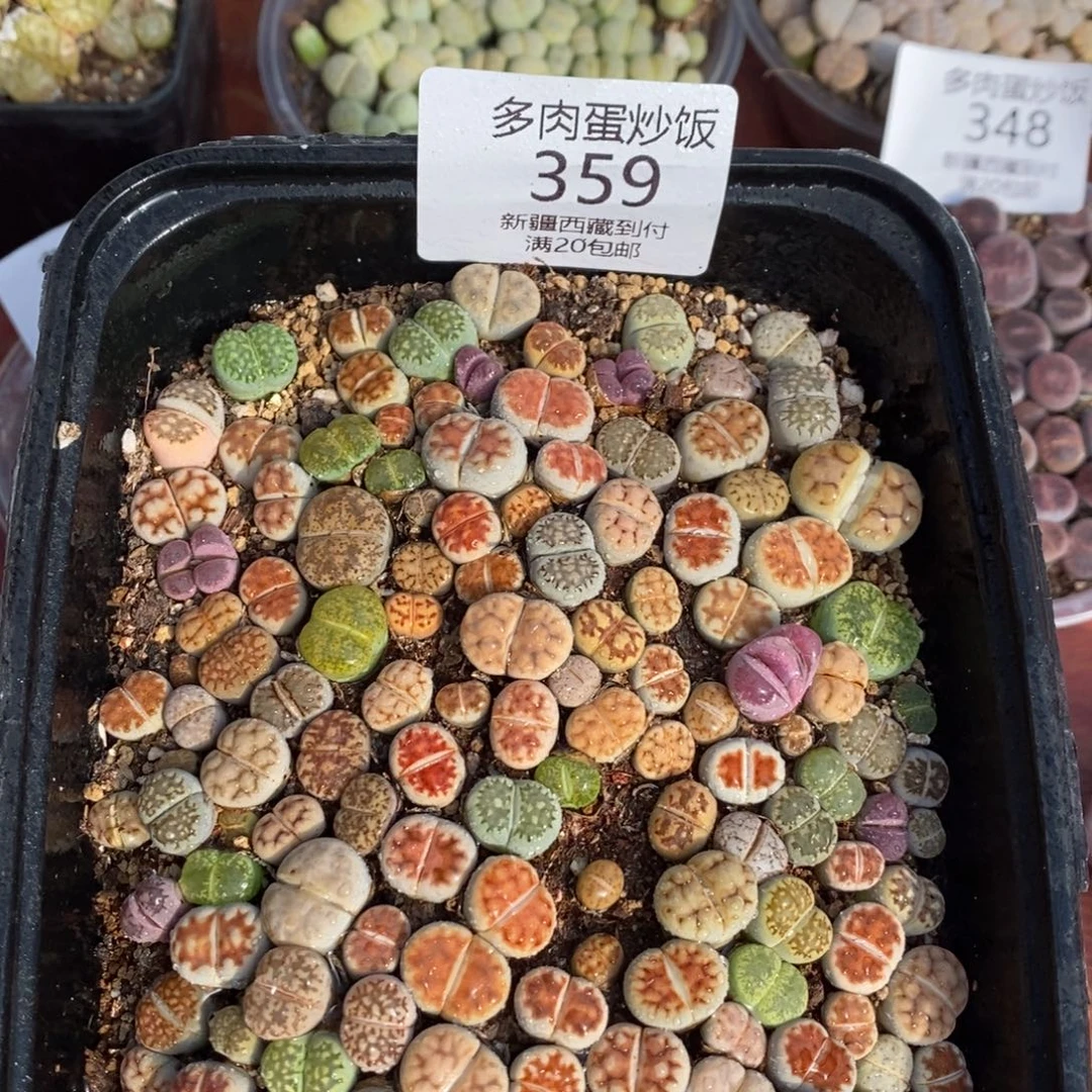 感谢您的支持，00359