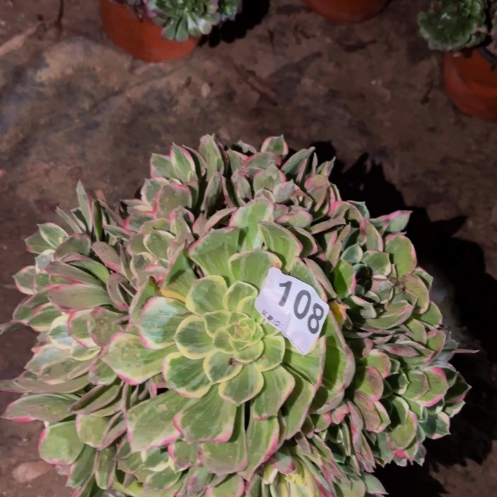 108海仙多肉植物不售后