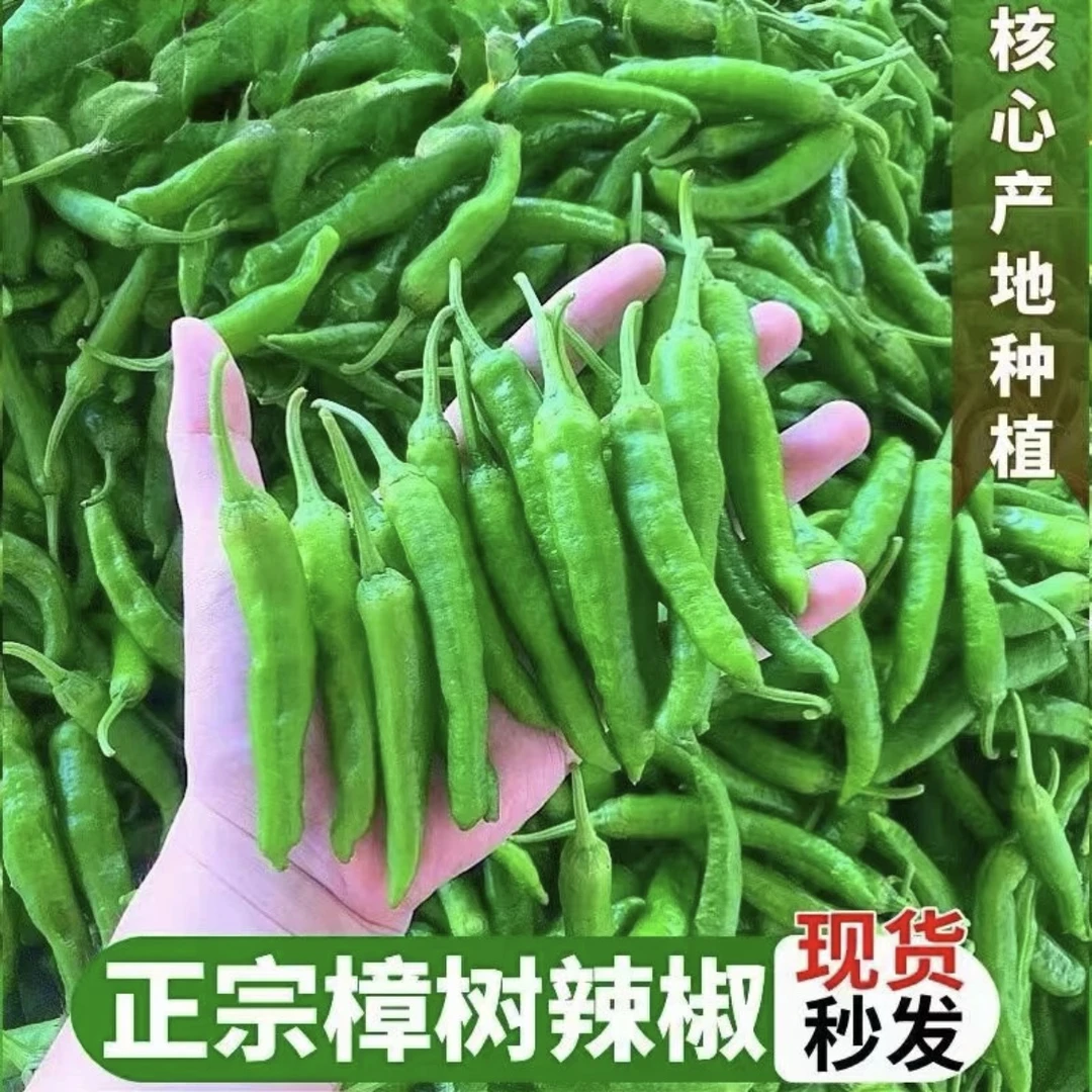 【现摘现发】樟树原种土辣椒湖南品种微辣薄皮小青椒湘菜新鲜农家种