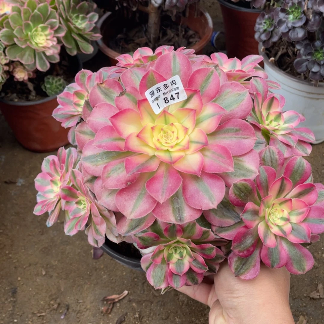 847倾城多肉法师断枝不包