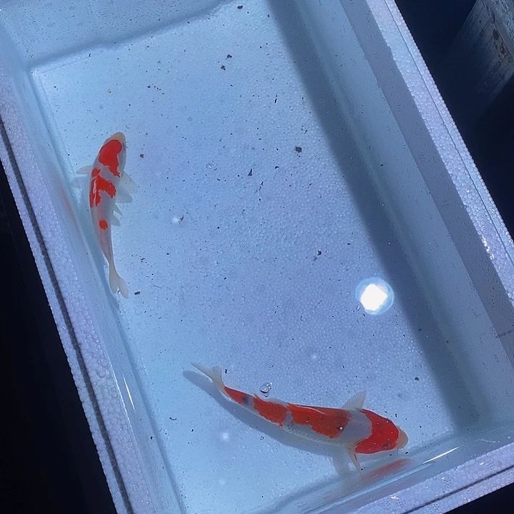 锦鲤锦鲤活鱼开箱包活