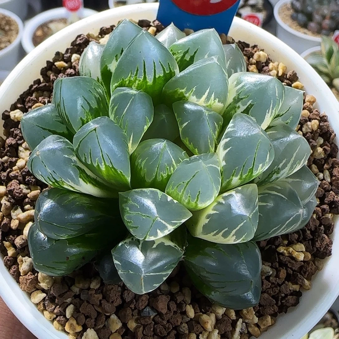 399号非组北极之光锦一物一拍带盆土