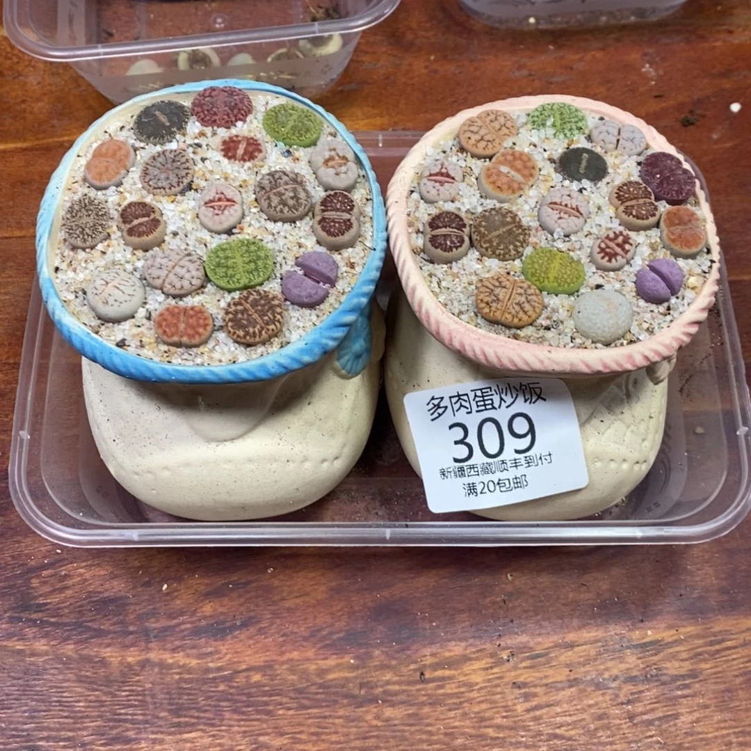 多肉蛋炒饭，感谢您您相伴309