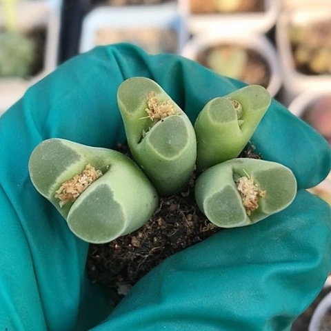 多肉肉锥 4头Puv机窗风铃