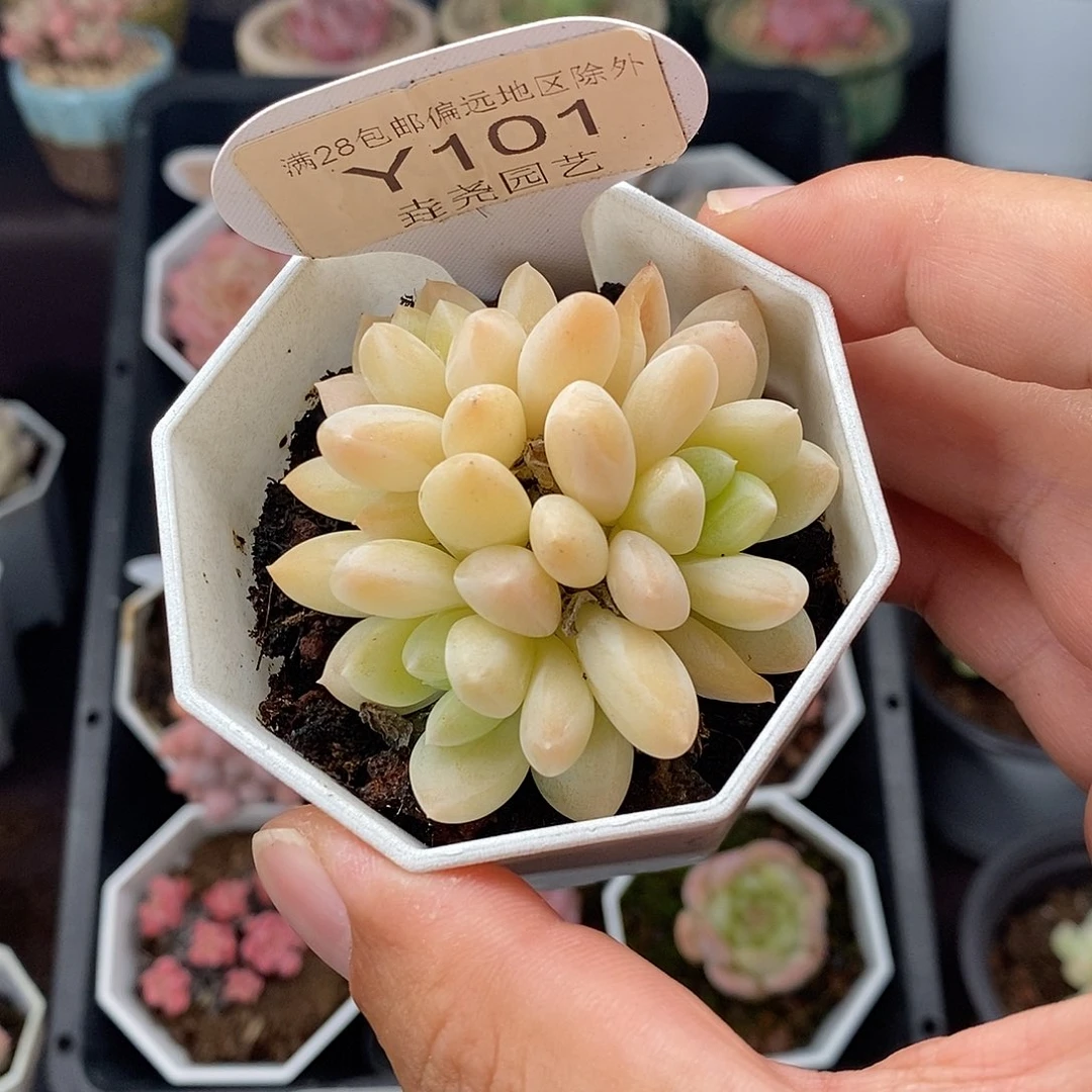 010 阮玲玉 5cm
