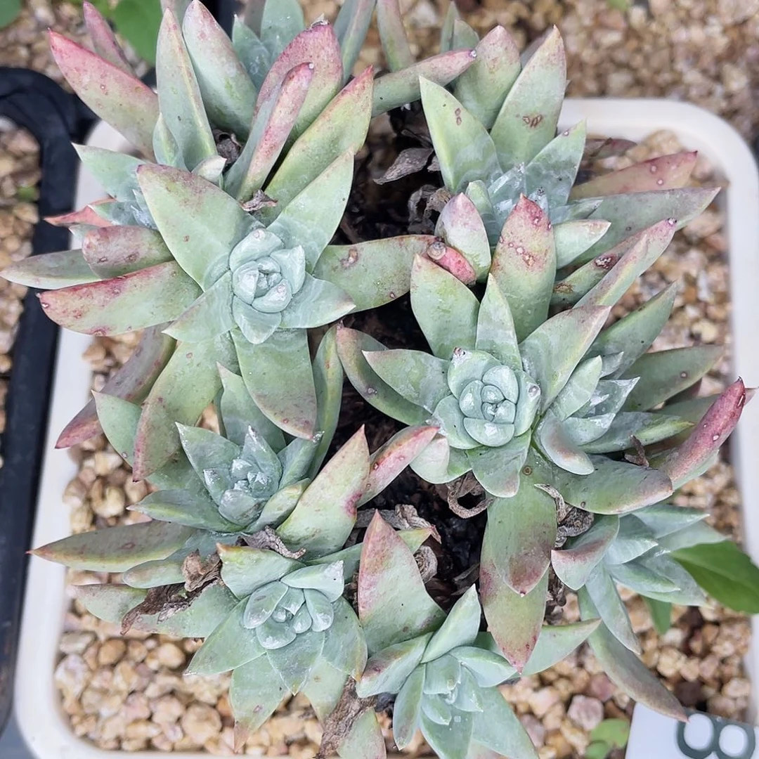 仙女杯老桩多头8851