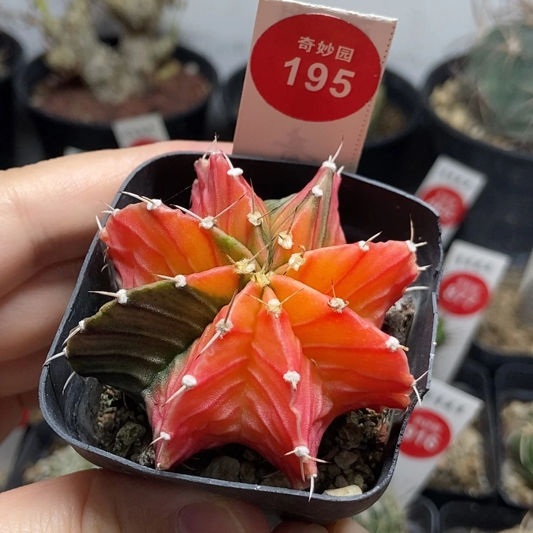实生肋骨牡丹锦一颗
