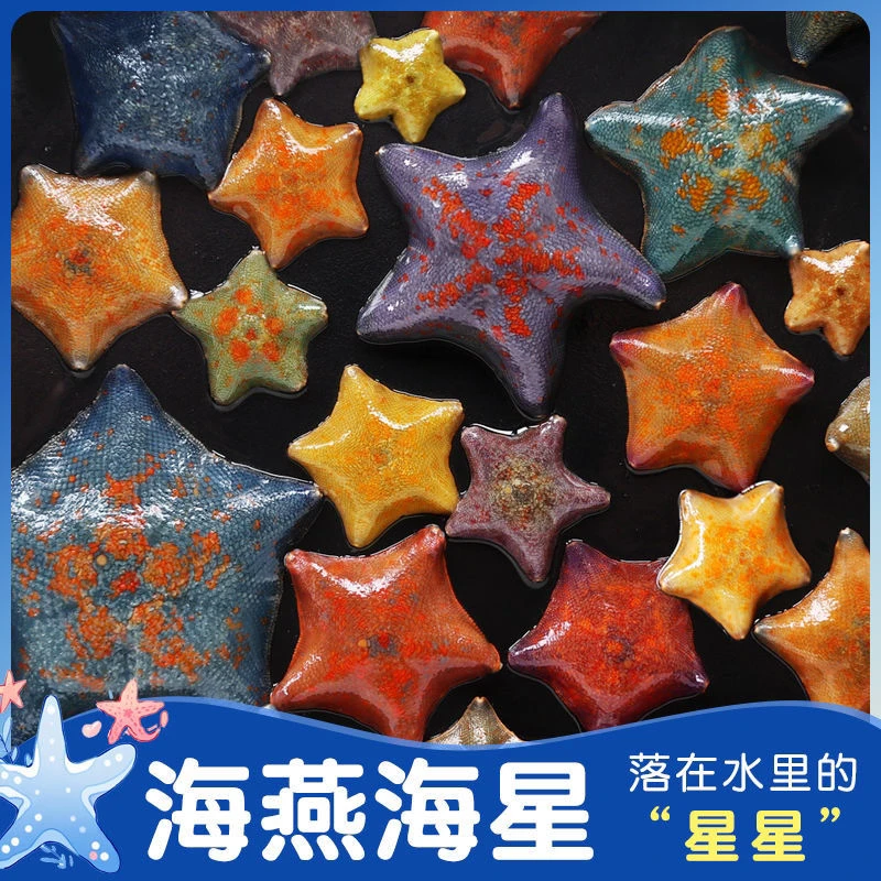 海燕海星迷你海洋生物桌面派大星饲养宠物海星活的小海星活体宠物