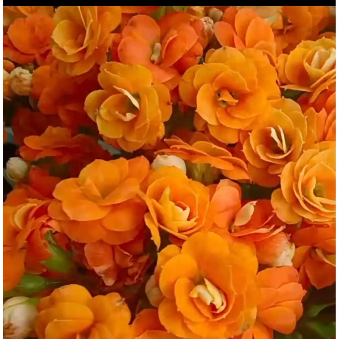 〔斯蒂娜〕长寿花110盆栽室内阳台好养花卉绿植