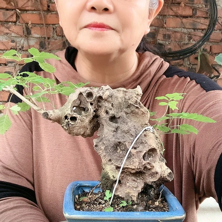 【闪购商品】完全开放黄荆